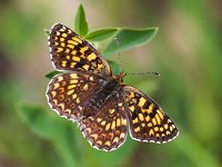 Melitaea cinxia 23, Veldparelmoervlinder, Saxifraga-Bart Vastenhouw