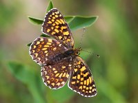 Melitaea cinxia 24, Veldparelmoervlinder, Saxifraga-Bart Vastenhouw