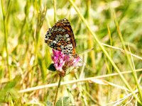 Melitaea cinxia 25, Veldparelmoervlinder, Saxifraga-Bart Vastenhouw