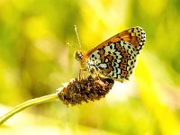 Melitaea cinxia 26, Veldparelmoervlinder, Saxifraga-Bart Vastenhouw