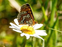 Melitaea cinxia 27, Veldparelmoervlinder, Saxifraga-Bart Vastenhouw