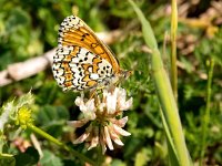 Melitaea cinxia 28, Veldparelmoervlinder, Saxifraga-Bart Vastenhouw