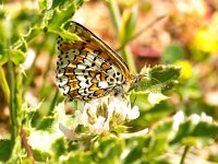 Melitaea cinxia 29, Veldparelmoervlinder, Saxifraga-Bart Vastenhouw