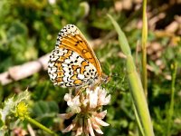 Melitaea cinxia 30, Veldparelmoervlinder, Saxifraga-Bart Vastenhouw