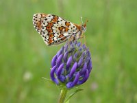 Melitaea cinxia 5, Veldparelmoervlinder, Saxifraga-Mark Zekhuis