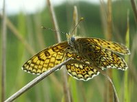 Melitaea cinxia 6, Veldparelmoervlinder, Vlinderstichting-Chris van Swaay  8.2 14:04