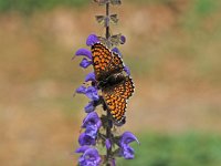 Melitaea cinxia 7, Veldparelmoervlinder, Vlinderstichting-Albert Vliegenthart