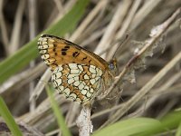 Melitaea deione, Provencal Fritillary