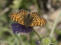 Melitaea  dejone 34, Spaanse parelmoervlinder, Saxifraga-Willem van Kruijsbergen