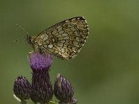 Melitaea deione 12, Spaanse parelmoervlinder, Saxifraga-Jan van der Straaten