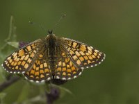 Melitaea deione 13, Spaanse parelmoervlinder, female, Saxifraga-Jan van der Straaten