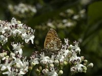 Melitaea deione 2, Spaanse parelmoervlinder, female, Saxifraga-Marijke Verhagen