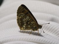 Melitaea deione 20, Spaanse parelmoervlinder, Saxifraga-Jan van der Straaten