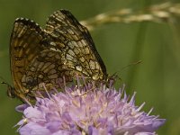 Melitaea deione 27, Spaanse parelmoervlinder, Saxifraga-Jan van der Straaten