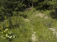 Melitaea deione 3, Spaanse parelmoervlinder, habitat, F, Isere, Gresse-en-Vercors, Saxifraga-Jan van der Straaten