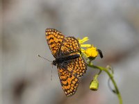 Melitaea deione 31, Spaanse parelmoervlinder, Saxifraga-Joep Steur