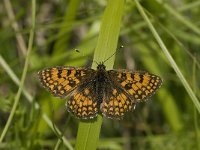 Melitaea deione 6, Spaanse parelmoervlinder, Saxifraga-Jan van der Straaten