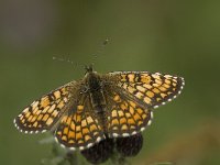 Melitaea deione 8, Spaanse parelmoervlinder, female, Saxifraga-Jan van der Straaten