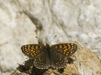 Melitaea diamina 12, Woudparelmoervlinder, male, Saxifraga-Marijke Verhagen