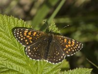 Melitaea diamina 13, Woudparelmoervlinder, male, Saxifraga-Marijke Verhagen