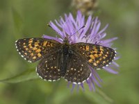 Melitaea diamina 16, Woudparelmoervlinder, male, Saxifraga-Marijke Verhagen