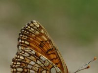 Melitaea diamina 17, Woudparelmoervlinder, Saxifraga-Jan van der Straaten