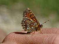 Melitaea diamina 19, Woudparelmoervlinder, Saxifraga-Jan van der Straaten