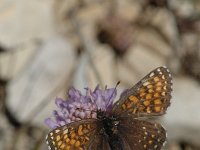 Melitaea diamina 2, Woudparelmoervlinder, female, Saxifraga-Jan van der Straaten