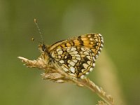 Melitaea diamina 20, Woudparelmoervlinder, Saxifraga-Marijke Verhagen