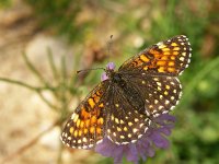 Melitaea diamina 23, Woudparelmoervlinder, Vlinderstichting-Chris van Swaay  Woudparelmoer Melitaea diamina