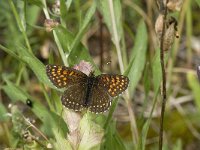 Melitaea diamina 24, Woudparelmoervlinder, Saxifraga-Willem van Kruijsbergen