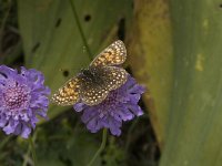 Melitaea diamina 26, Woudparelmoervlinder, Saxifraga-Jan van der Straaten