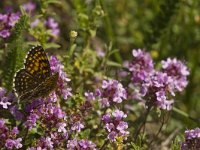 Melitaea diamina 27, Woudparelmoervlinder, Saxifraga-Jan van der Straaten