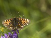 Melitaea diamina 29, Woudparelmoervlinder, female, Saxifraga-Jan van der Straaten