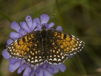 Melitaea diamina 3, Woudparelmoervlinder, female, Saxifraga-Marijke Verhagen