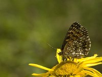 Melitaea diamina 30, Woudparelmoervlinder, Saxifraga-Jan van der Straaten