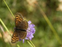 Melitaea diamina 33, Woudparelmoervlinder, male, Saxifraga-Jan van der Straaten