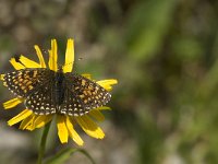 Melitaea diamina 34, Woudparelmoervlinder, female, Saxifraga-Jan van der Straaten