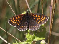 Melitaea diamina 36, Woudparelmoervlinder, Saxifraga-Peter Meininger