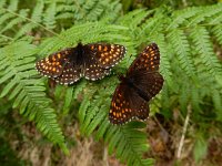 Melitaea diamina 37, Woudparelmoervlinder, Saxifraga-Ed Stikvoort