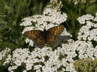 Melitaea diamina 4, Woudparelmoervlinder, female, Saxifraga-Jan van der Straaten