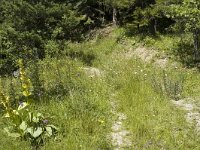 Melitaea diamina 6, Woudparelmoervlinder, habitat, F, Isere, Gresse-en-Vercors, Saxifraga-Jan van der Straaten