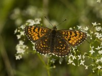 Melitaea diamina 7, Woudparelmoervlinder, male, Saxifraga-Marijke Verhagen