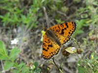 Melitaea didyma 10, Tweekleurige parelmoervlinder, Vlinderstichting-Chris van Swaay  7.20 13:13