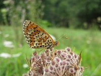 Melitaea didyma 13, Tweekleurige parelmoervlinder, Saxifraga-Mireille de Heer