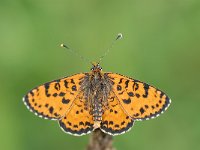 Melitaea didyma 14, Tweekleurige parelmoervlinder, Saxifraga-Arthur van Dijk