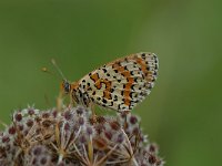 Melitaea didyma 16, Tweekleurige parelmoervlinder, Saxifraga-Arthur van Dijk