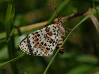 Melitaea didyma 18, Tweekleurige parelmoervlinder, Saxifraga-Arthur van Dijk