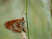 Melitaea didyma 19, Tweekleurige parelmoervlinder, Vlinderstichting-Chris van Swaay  Melitaea didyma tweekleurige parelmoervlinder