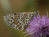 Melitaea didyma 35, Tweekleurige parelmoervlinder, Saxifraga-Jan van der Straaten